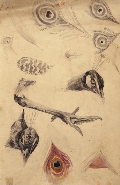 Domingo Saporiti
Studio di pavone
matita e acquarello su carta
31,5 x 47,8 cm
collezione privata
