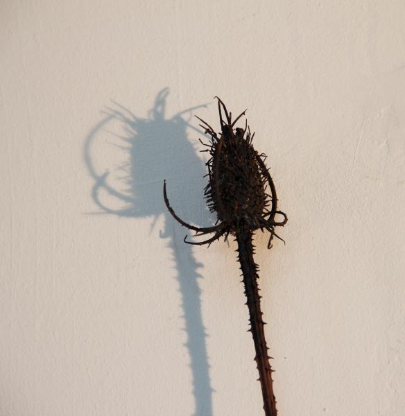 Ursula Palla (Coira, *1961), Wild teasel 5 (dettaglio), 2022, oggetto, bronzo, unico, 350 x 65 x 60 cm ca. Courtesy the artist